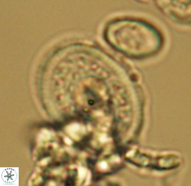 Dodekapodorhabdus noeliae 4210
