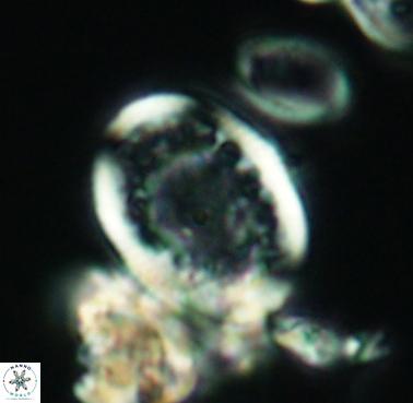 Dodekapodorhabdus noeliae 4211
