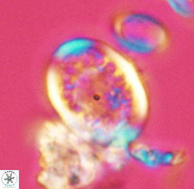 Dodekapodorhabdus noeliae 4212