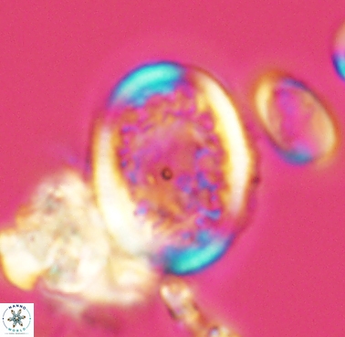 Dodekapodorhabdus noeliae 4213
