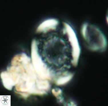 Dodekapodorhabdus noeliae 4214