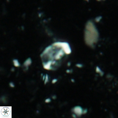 Duocameratus leariae 4454