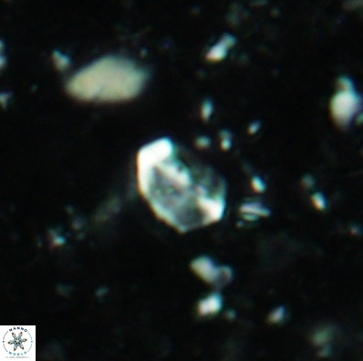 Duocameratus leariae 4450