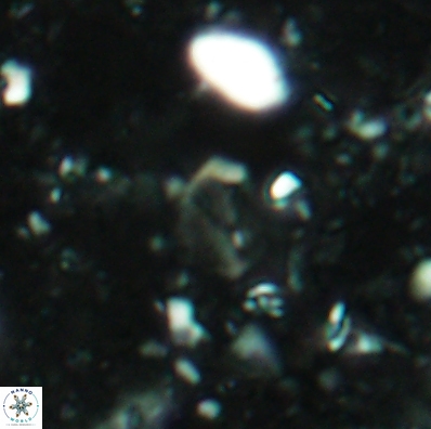 Duocameratus leariae 4453