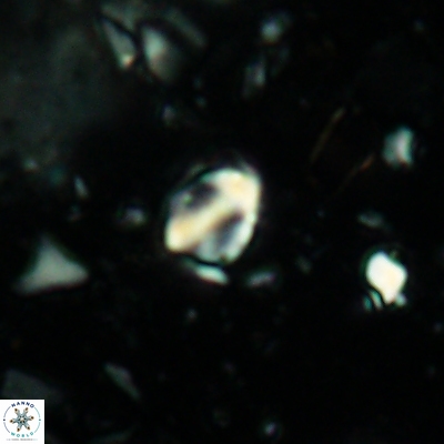 Duocameratus leariae 4464