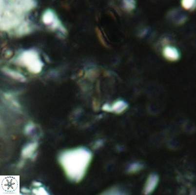 Duocameratus leariae 4467