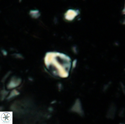 Duocameratus leariae 4468