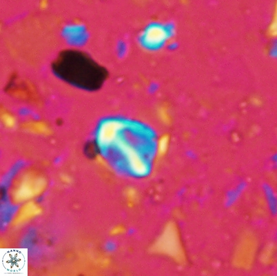 Duocameratus leariae 4469