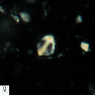 Duocameratus leariae 4470