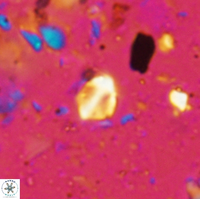 Duocameratus leariae 4471