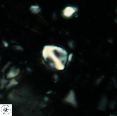 Duocameratus leariae 4473