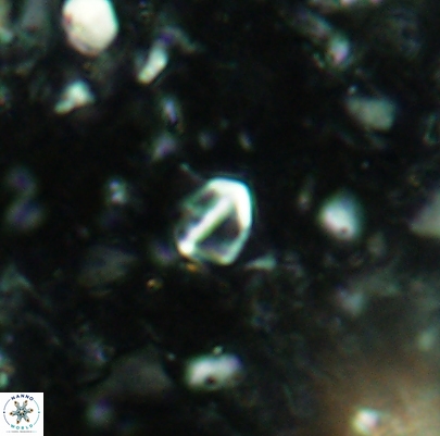 Duocameratus leariae 4495