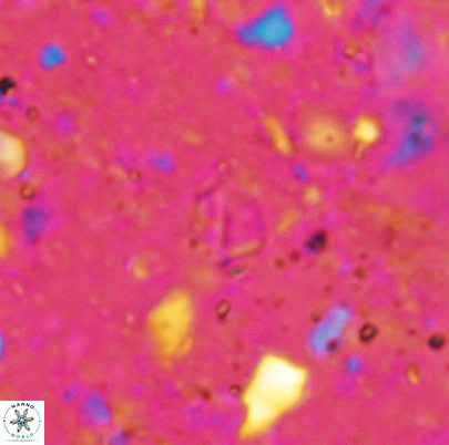 Duocameratus leariae 4497