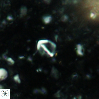 Duocameratus leariae 4498