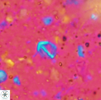 Duocameratus leariae 4499