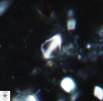 Duocameratus leariae 956