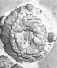 Prinsius martinii 42603