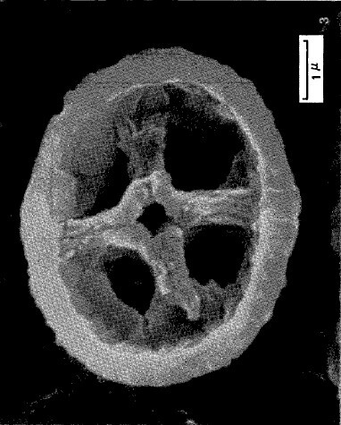 Eiffellithus monechiae 17443