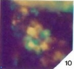 Eprolithus octopetalus 36934