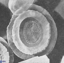 Watznaueria arata 9083