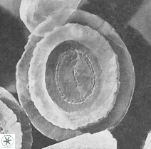 Watznaueria arata 9083