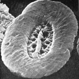 Ellipsolithus alabamaensis VR 01450