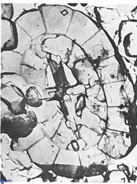 Prediscosphaera arkhangelskyi 18124