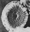 Watznaueria fossacincta VR 20292