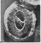 Ellipsagelosphaera gephyrocapsoides 9456