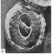 Ellipsagelosphaera gephyrocapsoides 9456