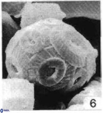 Watznaueria martelae 3449