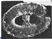 Ellipsagelosphaera lucasii 33158