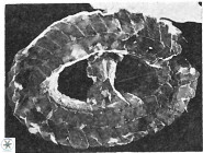 Ellipsagelosphaera lucasii 33158