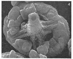 Eiffellithus parallellus 3165