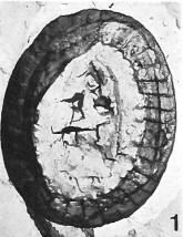 C pauciperforatus