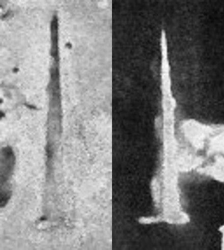 Acuturris scotus 4953