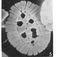 Hughesius tasmaniae 22743