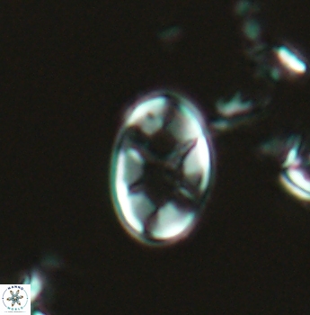 Eiffellithus casulus 4865