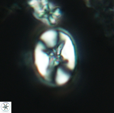 Eiffellithus casulus 03381