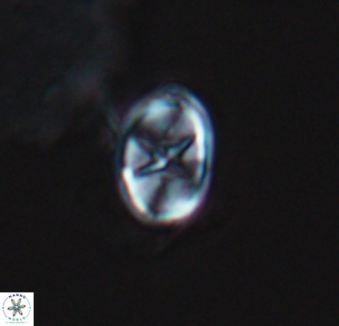 Eiffellithus casulus 10392