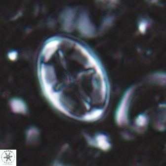 Eiffellithus bifidibrachia 18248