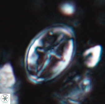 Eiffellithus bifidibrachia 18305
