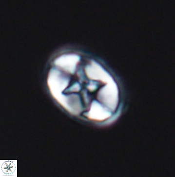 Eiffellithus gorkae 12141