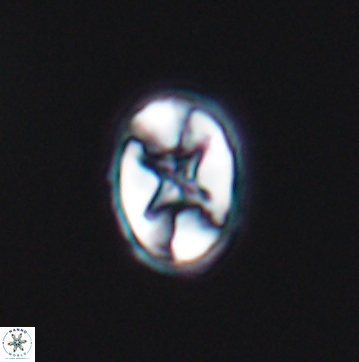 Eiffellithus gorkae 12143