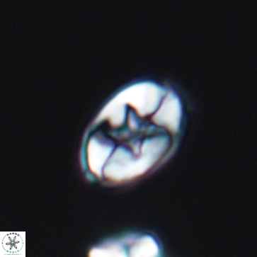 Eiffellithus gorkae 12160