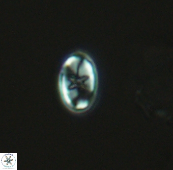 Eiffellithus gorkae 3937