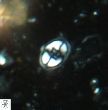 Eiffellithus gorkae 6051