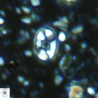 Eiffellithus gorkae 6271
