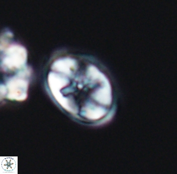 Eiffellithus equibiramus 8087