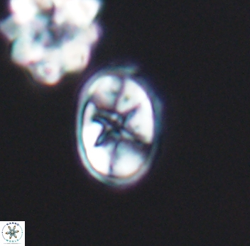 Eiffellithus equibiramus 8090